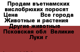 Продам въетнамских вислобрюхих поросят › Цена ­ 2 500 - Все города Животные и растения » Другие животные   . Псковская обл.,Великие Луки г.